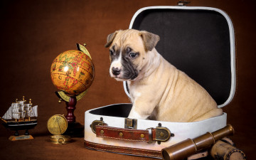Картинка животные собаки собака парусник компас глобус чемодан щенок