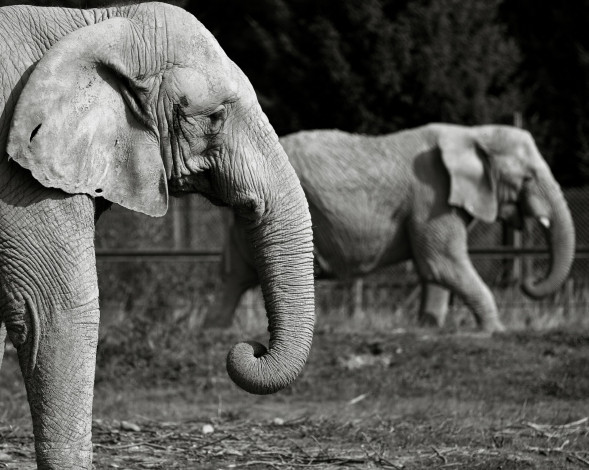 Обои картинки фото животные, слоны, чёрно-белая