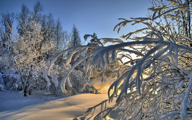 Обои картинки фото природа, зима, ветки, деревья, снег