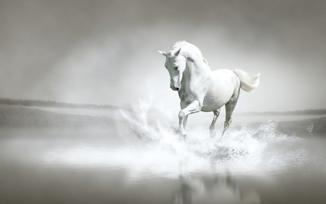 Обои картинки фото животные, лошади, белая