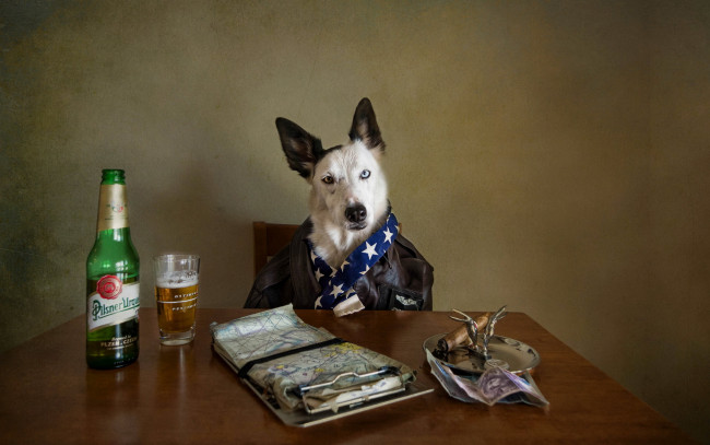 Обои картинки фото животные, собаки, бутылка, собака, сигара, карта, пиво