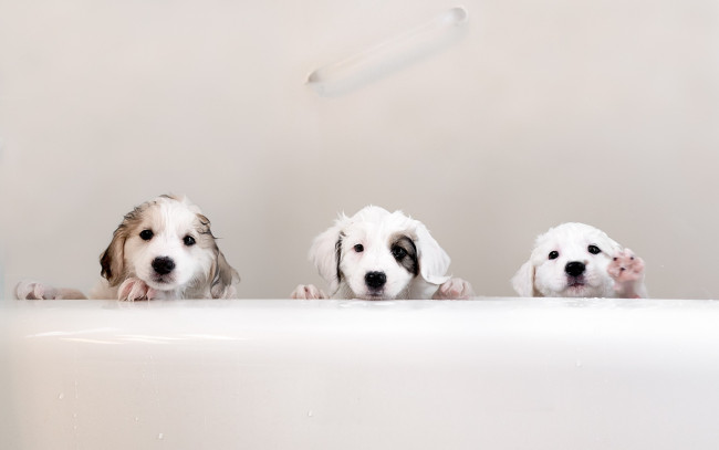 Обои картинки фото животные, собаки, мокрые, щенки, ванна