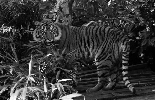 Обои картинки фото животные, тигры, черно-белое, листва, морда, кошка