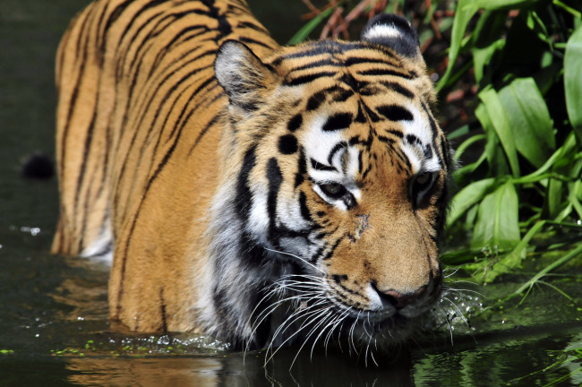 Обои картинки фото животные, тигры, животное, тигр, вода, купание