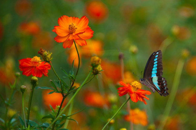 Обои картинки фото животные, бабочки, бабочка, цветок