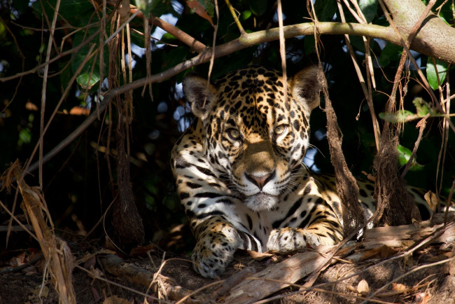 Обои картинки фото животные, Ягуары, ягуар, тени, заросли, отдых, кошка, морда