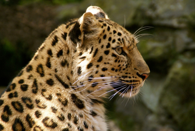 Обои картинки фото животные, леопарды, профиль, кошка, амурский, леопард, морда