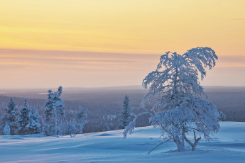 Картинка природа зима finland lapland финляндия лапландия снег деревья