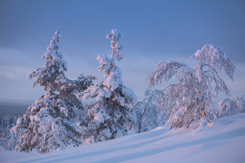 Картинка природа зима finland lapland финляндия лапландия снег деревья