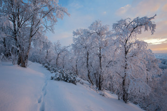 Картинка природа зима finland lapland финляндия лапландия снег деревья