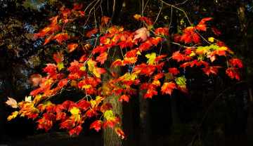 Картинка природа деревья клен осень дерево листья красный