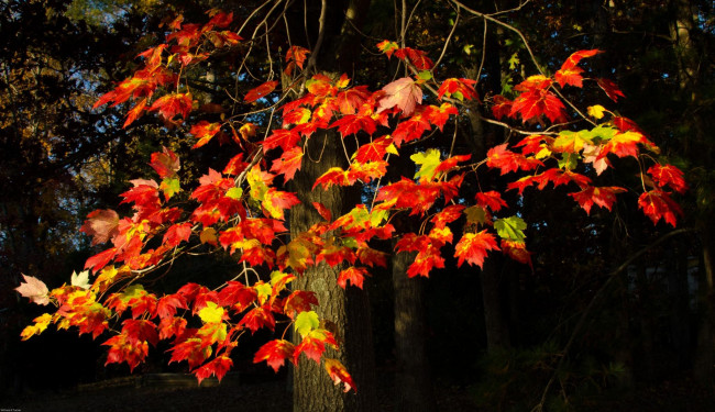 Обои картинки фото природа, деревья, клен, осень, дерево, листья, красный