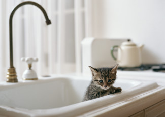 Картинка животные коты кран раковина серый котенок