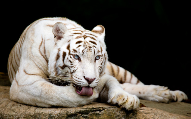 Обои картинки фото животные, тигры, камни, тигр, морда, язык