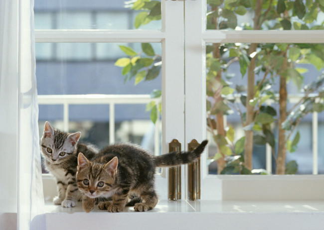 Обои картинки фото животные, коты, окно, серые, котята