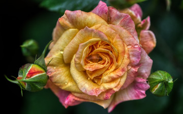 Картинка цветы розы капли воды