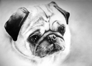 Картинка рисованное животные +собаки собака голова мопс