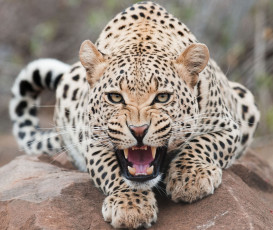 Картинка животные леопарды кошка хищник пасть взгляд