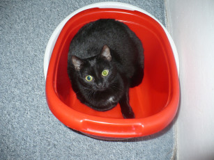 Картинка животные коты черная кошка ведро