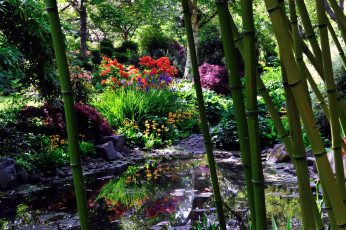 Картинка природа парк водоем бамбук