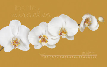 Картинка календари дети anne geddes орхидеи март