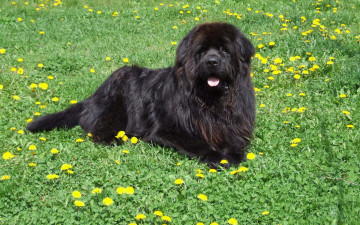 Картинка животные собаки черный песик трава одуванчики