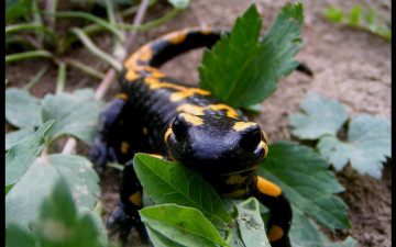 Картинка животные Ящерицы игуаны вараны саламандра
