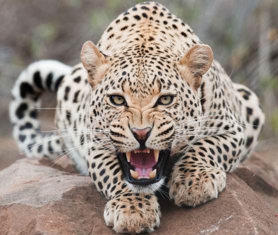 Обои картинки фото животные, леопарды, кошка, хищник, пасть, взгляд