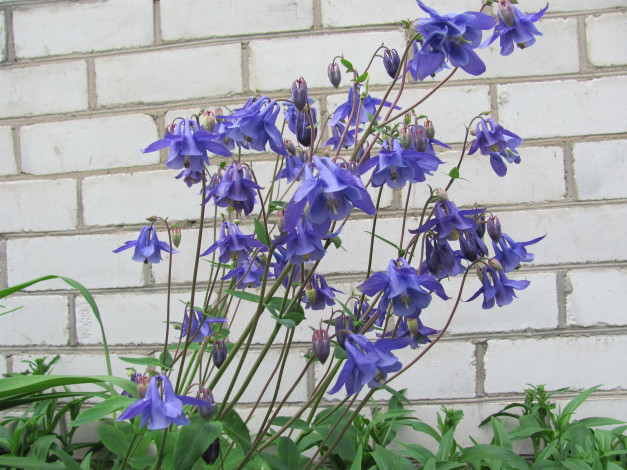 Обои картинки фото цветы, аквилегия, водосбор, синий