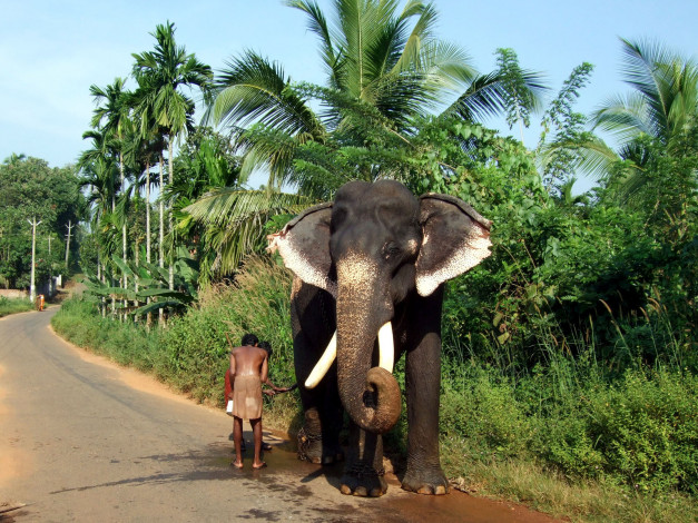 Обои картинки фото животные, слоны, пальмы, дорога