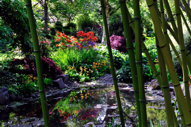 Обои картинки фото природа, парк, водоем, бамбук