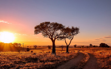 Картинка природа восходы закаты поле дорога трава деревья солнце