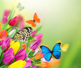 Картинка разное компьютерный+дизайн purple весна butterflies тюльпаны бабочки цветы beautiful yellow fresh tulips spring colorful flowers