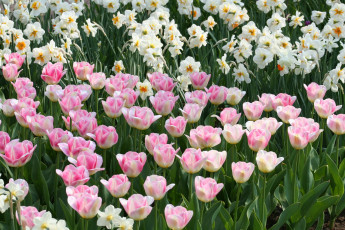 Картинка цветы разные+вместе розовые тюльпаны нарциссы зелень весна поле