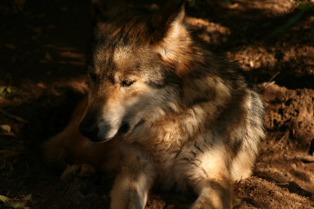 Картинка животные волки +койоты +шакалы зверь собака земля
