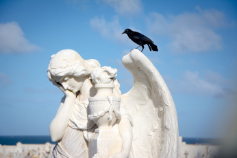Картинка животные вороны +грачи +галки статуя ангел птица