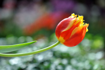 Картинка цветы тюльпаны бутон
