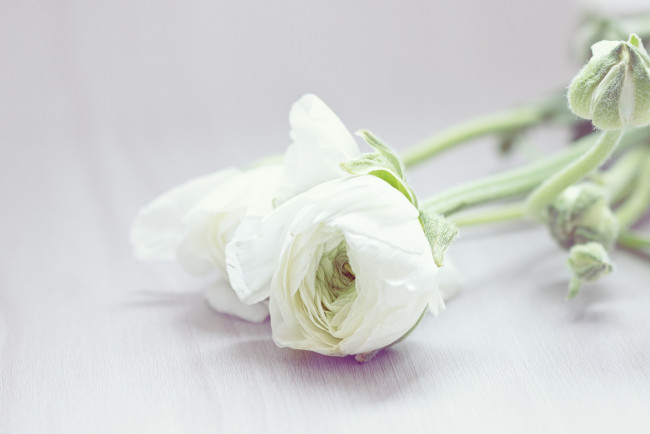 Обои картинки фото цветы, ранункулюс , азиатский лютик, фон, розы, белые