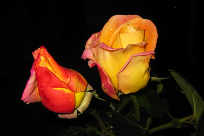 Обои картинки фото цветы, розы, крупным, планом