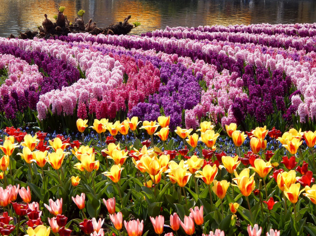 Обои картинки фото цветы, разные вместе, гиацинты, тюльпаны, сад