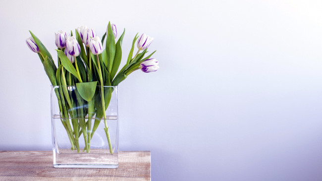 Обои картинки фото цветы, тюльпаны, прозрачная, ваза