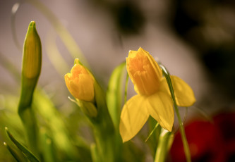 Картинка цветы нарциссы весна бутоны боке макро