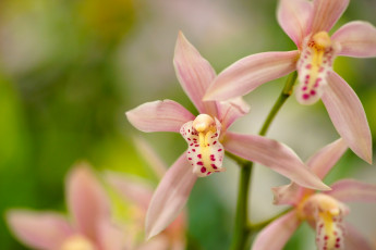 Картинка цветы орхидеи цимбидиум орхидея лепестки экзотика макро