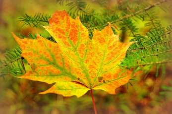 Картинка природа листья хвоя ветка осень клен лист