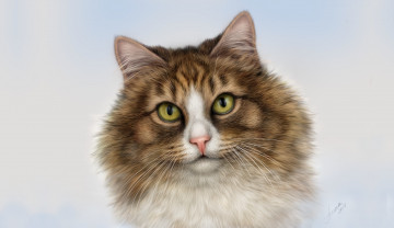 Картинка рисованное животные +коты арт пушистик кот кошка