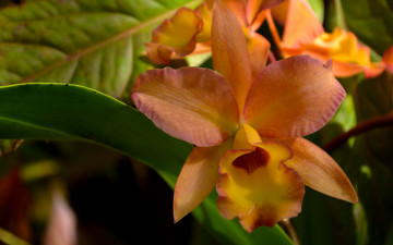 Картинка цветы орхидеи экзотика лепестки орхидея
