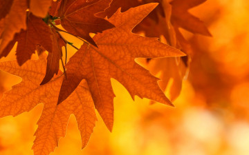 Картинка природа листья осень клен лист ветка свет