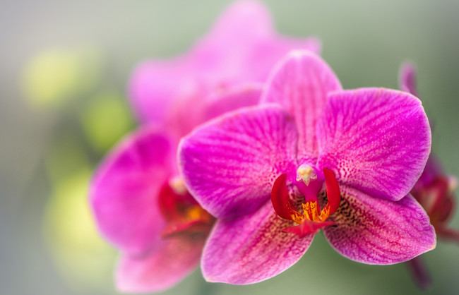 Обои картинки фото цветы, орхидеи, орхидея, экзотика, макро, боке