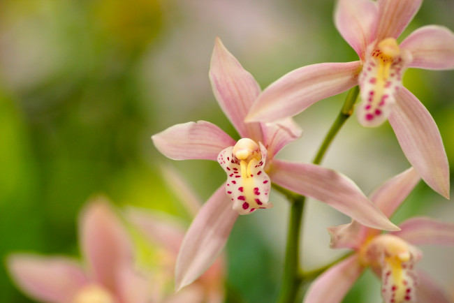 Обои картинки фото цветы, орхидеи, цимбидиум, орхидея, лепестки, экзотика, макро