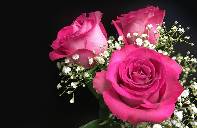 Обои картинки фото цветы, розы, гипсофила, букет, бутоны
